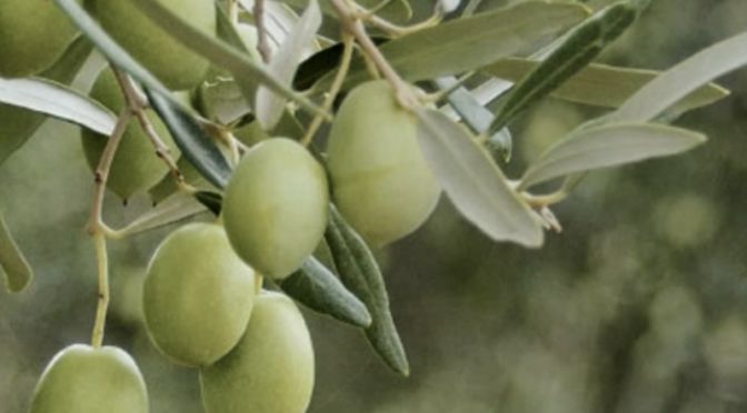 La produttività dell’olivo e la resa in olio spiegati dai parametri di fertilità del suolo