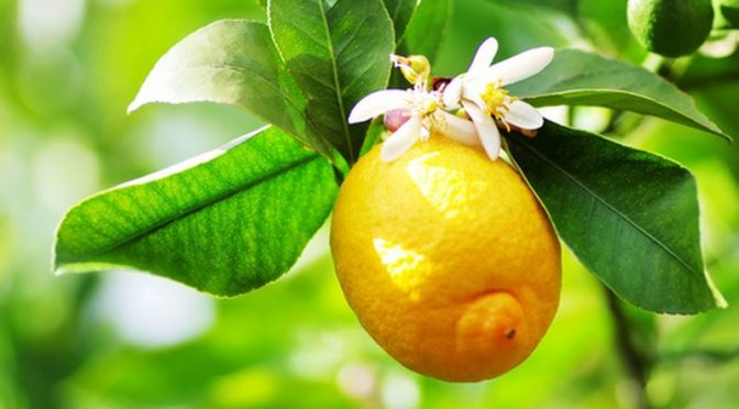 Maggio,il mese della pianta del limone