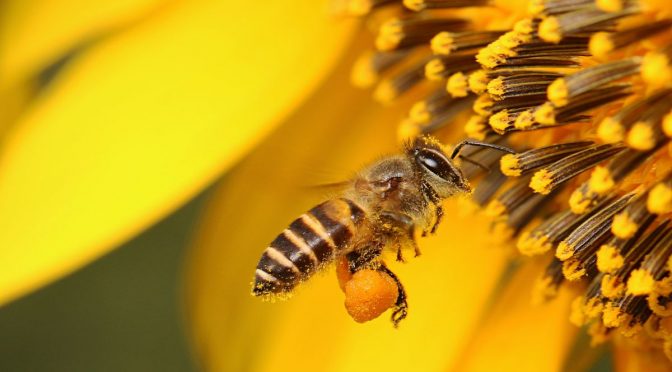 Salva le api: coltiva queste piante nettarifere e fai la differenza