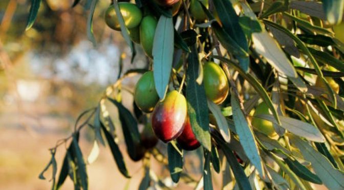 Intensità e durata della siccità influenzano in modo differenziato la crescita delle olive