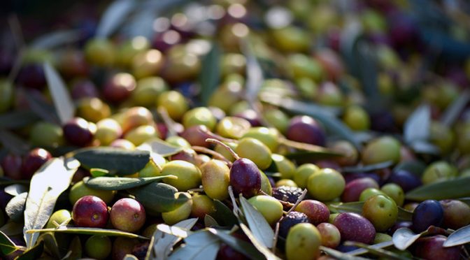Olio in di qualità: La molitura delle olive e le differenze con la frangitura