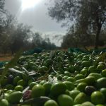 La Sagra del Caciocavallo di Castel di Lucio: dove la Provola dei Nebrodi prende vita