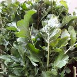 Olive Santagatese e Ogliarola messinese: gestione agronomica e valorizzazione di due cultivar identitarie della Sicilia nord-orientale